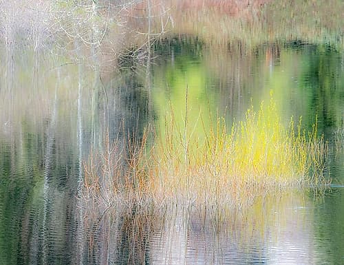 USA-Washington State-Sammamish springtime willow trees in early spring in small pond Coastal Print